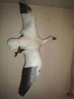 pato